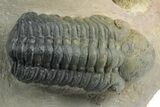 Detailed Reedops Trilobite - Orange Eye Facets #348415-1